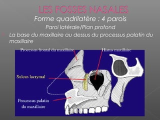 Forme quadrilatère : 4 parois
Paroi latérale/Plan profond
 La base du maxillaire au dessus du processus palatin du
maxillaire
Processus frontal du maxillaire Hiatus maxillaire
 