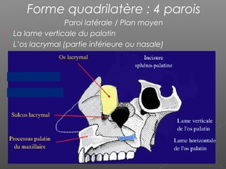 Forme quadrilatère : 4 parois
Paroi latérale / Plan moyen
 La lame verticale du palatin
 L’os lacrymal (partie inférieure ou nasale)
 