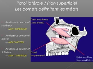 Paroi latérale / Plan superficiel
Les cornets délimitent les méats
 Au dessous du cornet
supérieur
--- MEAT SUPERIEUR
 Au dessous du cornet
moyen
--- MEAT MOYEN
 Au dessous du cornet
inférieur
--- MEAT INFERIEUR
Canal
lacrymo-nasal
 
