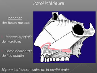Paroi inférieure
Plancher
des fosses nasales
 Processus palatin
du maxillaire
 Lame horizontale
de l’os palatin
Sépare les fosses nasales de la cavité orale
 