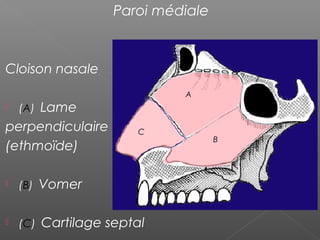 Paroi médiale
Cloison nasale
 (A) Lame
perpendiculaire
(ethmoïde)
 (B) Vomer
 (C) Cartilage septal
A
B
C
 