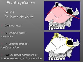 Paroi supérieure
Le toit
En forme de voute
 (D) L’os nasal
 (E) L’épine nasal
du frontal
 (F) La lame criblée
de l’ethmoïde
 (G) Les faces antérieure et
inférieure du corps du sphénoïde
D
E
F
G
 