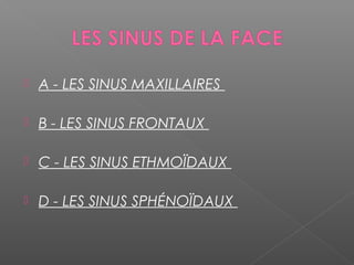  A - LES SINUS MAXILLAIRES
 B - LES SINUS FRONTAUX
 
 C - LES SINUS ETHMOÏDAUX
 D - LES SINUS SPHÉNOÏDAUX
 