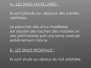  A - LES SINUS MAXILLAIRES :
Ils sont placés au- dessous des cavités
orbitaires. 
Le plancher des sinus maxillaires
est séparé des racines des molaires et
des prémolaires par une lame osseuse
extrêmement mince. 
 B - LES SINUS FRONTAUX :
Ils sont situés au-dessus du toit orbitaire. 
 