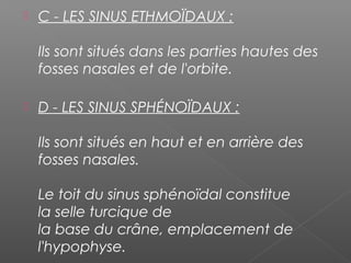  C - LES SINUS ETHMOÏDAUX :
Ils sont situés dans les parties hautes des
fosses nasales et de l'orbite. 
 D - LES SINUS SPHÉNOÏDAUX :
Ils sont situés en haut et en arrière des
fosses nasales. 
Le toit du sinus sphénoïdal constitue
la selle turcique de
la base du crâne, emplacement de
l'hypophyse. 
 