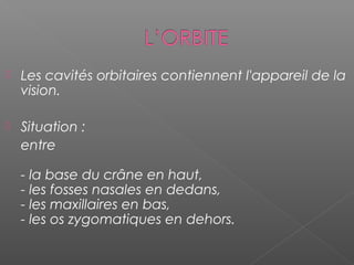  Les cavités orbitaires contiennent l'appareil de la
vision.
 Situation :
entre
 
- la base du crâne en haut,
- les fosses nasales en dedans,
- les maxillaires en bas,
- les os zygomatiques en dehors.
 