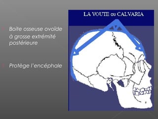  Boite osseuse ovoïde
à grosse extrémité
postérieure
 Protège l’encéphale
 