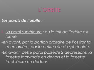 Les parois de l’orbite :
 La paroi supérieure : ou le toit de l’orbite est
formé
-en avant, par la portion orbitaire de l’os frontal
et en arrière, par la petite aile du sphénoïde.
-En avant, cette paroi possède 2 dépressions, la
fossette lacrymale en dehors et la fossette
trochléaire en dedans.
 
