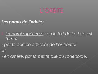 Les parois de l’orbite :
 La paroi supérieure : ou le toit de l’orbite est
formé
- par la portion orbitaire de l’os frontal
et
- en arrière, par la petite aile du sphénoïde.
 