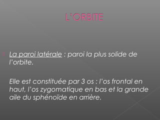  La paroi latérale : paroi la plus solide de
l’orbite.
Elle est constituée par 3 os : l’os frontal en
haut, l’os zygomatique en bas et la grande
aile du sphénoïde en arrière.
 