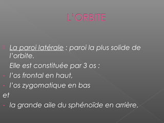  La paroi latérale : paroi la plus solide de
l’orbite.
Elle est constituée par 3 os :
- l’os frontal en haut,
- l’os zygomatique en bas
et
- la grande aile du sphénoïde en arrière.
 