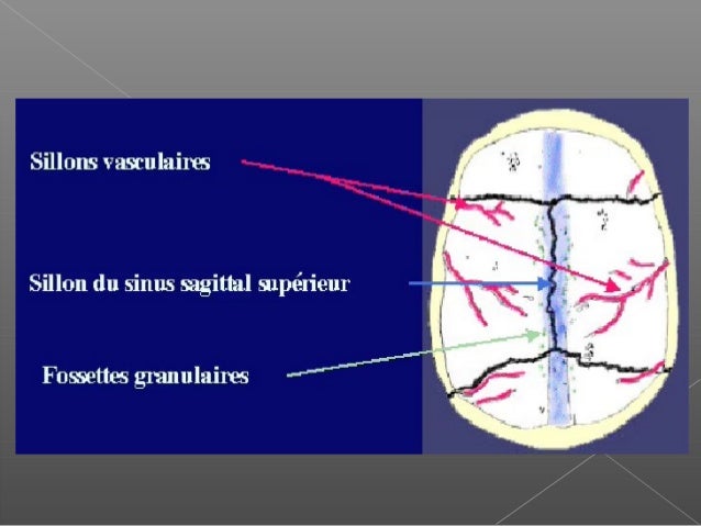 osteologie-cranio-faciale-34-638.jpg?cb=
