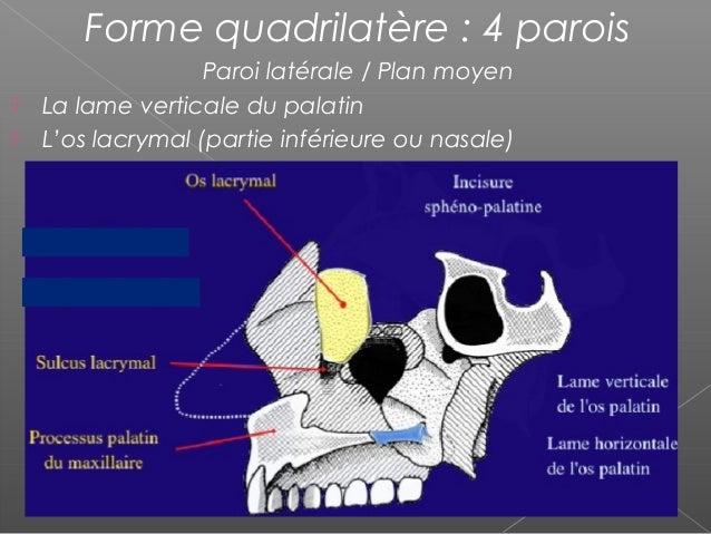 Osteologie cranio faciale