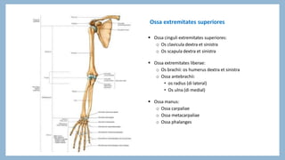 Humerus Dextra Osteologi extremitas superior part 1_dr.silphia 19 Agt 2025.pdf