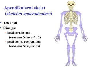 Osteologija | PPT