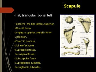 Supraglenoid Process Osteologi Sup-Inf.ppt,EXPLORE ANATOMY OF SUPERIOR | PPT