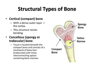 Osteology | PPTX