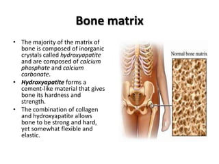 Parallel Medium Bone Osteology | PPTX