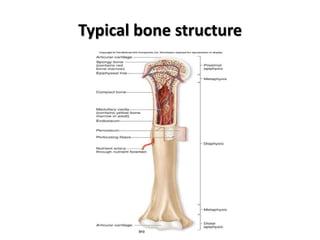 Typical bone structure<br />