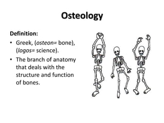Osteology<br />Definition:<br />Greek, (osteon= bone), (logos= science).<br />The branch of anatomy that deals with the st...
