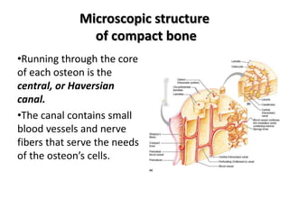 Central Canal<br /> w/ blood vessels,<br /> nerves<br />Osteon<br />Lacunae w/<br /> bone cells<br />