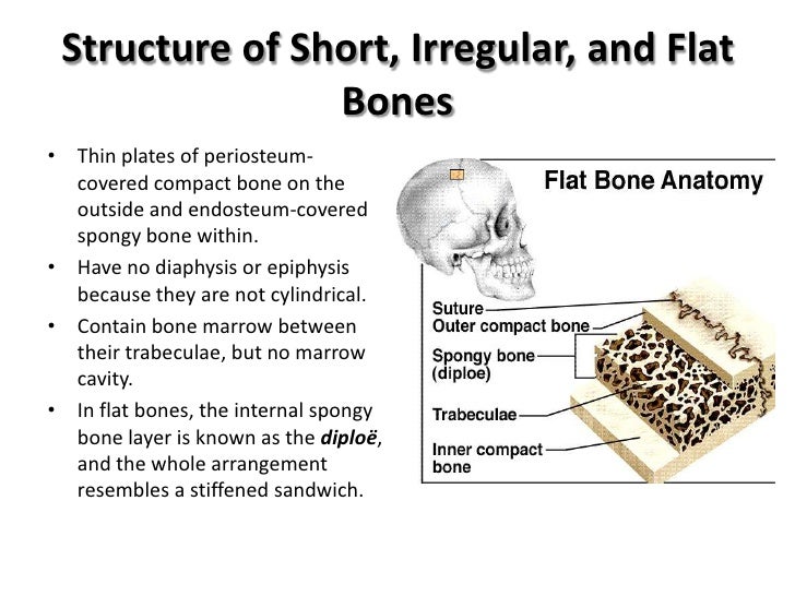 Osteology