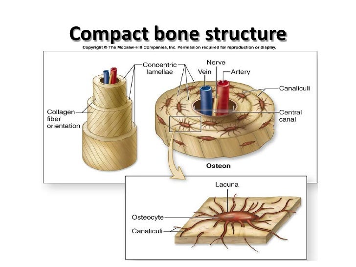 Osteology