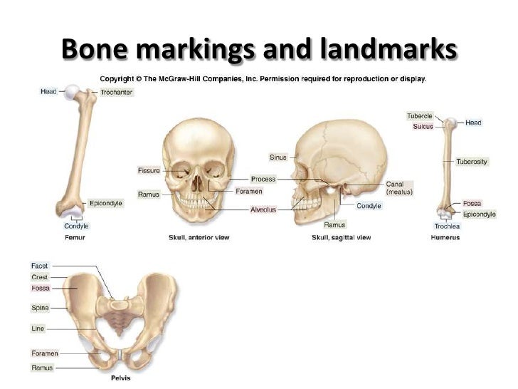 Osteology