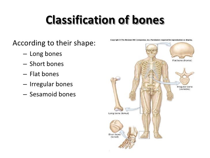 irregular bones