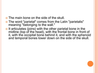  The main bone on the side of the skull.
 The word "parietal" comes from the Latin "parietalis"
meaning "belonging to the wall."
 It articulates (joins) with the other parietal bone in the
midline (top of the head), with the frontal bone in front of
it, with the occipital bone behind it, and with the sphenoid
and temporal bones lower down on the side of the skull.
 