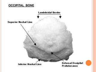 OCCIPITAL BONE
 