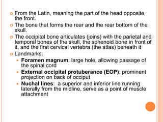  From the Latin, meaning the part of the head opposite
the front.
 The bone that forms the rear and the rear bottom of the
skull.
 The occipital bone articulates (joins) with the parietal and
temporal bones of the skull, the sphenoid bone in front of
it, and the first cervical vertebra (the atlas) beneath it
 Landmarks:
 Foramen magnum: large hole, allowing passage of
the spinal cord
 External occipital protuberance (EOP): prominent
projection on back of occiput
 Nuchal lines: a superior and inferior line running
laterally from the midline, serve as a point of muscle
attachment
 