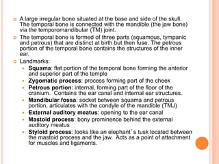  A large irregular bone situated at the base and side of the skull.
The temporal bone is connected with the mandible (the jaw bone)
via the temporomandibular (TM) joint.
 The temporal bone is formed of three parts (squamous, tympanic
and petrous) that are distinct at birth but then fuse. The petrous
portion of the temporal bone contains the structures of the inner
ear.
 Landmarks:
 Squama: flat portion of the temporal bone forming the anterior
and superior part of the temple
 Zygomatic process: process forming part of the cheek
 Petrous portion: internal, forming part of the floor of the
cranium. Contains the ear canal and internal ear structures.
 Mandibular fossa: socket between squama and petrous
portion, articulates with the condyle of the mandible (TMJ)
 External auditory meatus: opening to the ear canal
 Mastoid process: bony prominence behind the external
auditory meatus
 Styloid process: looks like an elephant’s tusk located between
the mastoid process and the jaw. Acts as a point of attachment
for muscles and ligaments.
 