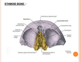 ETHMOID BONE :-
 