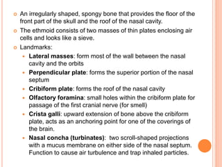  An irregularly shaped, spongy bone that provides the floor of the
front part of the skull and the roof of the nasal cavity.
 The ethmoid consists of two masses of thin plates enclosing air
cells and looks like a sieve.
 Landmarks:
 Lateral masses: form most of the wall between the nasal
cavity and the orbits
 Perpendicular plate: forms the superior portion of the nasal
septum
 Cribiform plate: forms the roof of the nasal cavity
 Olfactory foramina: small holes within the cribiform plate for
passage of the first cranial nerve (for smell)
 Crista galli: upward extension of bone above the cribiform
plate, acts as an anchoring point for one of the coverings of
the brain.
 Nasal concha (turbinates): two scroll-shaped projections
with a mucus membrane on either side of the nasal septum.
Function to cause air turbulence and trap inhaled particles.
 