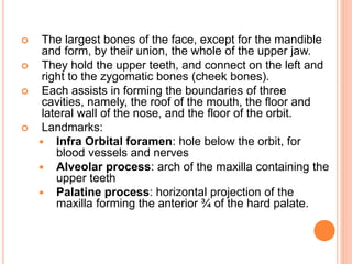  The largest bones of the face, except for the mandible
and form, by their union, the whole of the upper jaw.
 They hold the upper teeth, and connect on the left and
right to the zygomatic bones (cheek bones).
 Each assists in forming the boundaries of three
cavities, namely, the roof of the mouth, the floor and
lateral wall of the nose, and the floor of the orbit.
 Landmarks:
 Infra Orbital foramen: hole below the orbit, for
blood vessels and nerves
 Alveolar process: arch of the maxilla containing the
upper teeth
 Palatine process: horizontal projection of the
maxilla forming the anterior ¾ of the hard palate.
 