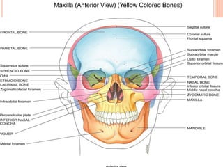 31
Maxilla (Anterior View) (Yellow Colored Bones)
 