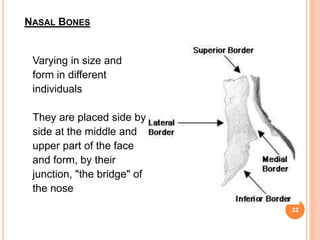NASAL BONES
Varying in size and
form in different
individuals
They are placed side by
side at the middle and
upper part of the face
and form, by their
junction, "the bridge" of
the nose
32
 
