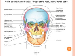 33
Nasal Bones (Anterior View) (Bridge of the nose, below frontal bone)
 