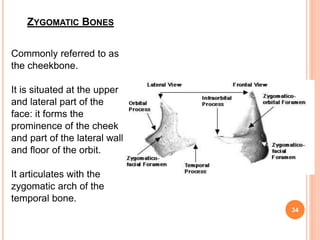 ZYGOMATIC BONES
Commonly referred to as
the cheekbone.
It is situated at the upper
and lateral part of the
face: it forms the
prominence of the cheek
and part of the lateral wall
and floor of the orbit.
It articulates with the
zygomatic arch of the
temporal bone.
34
 