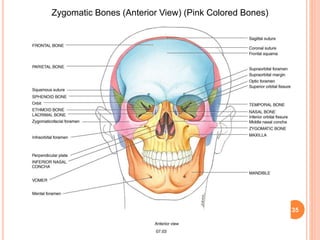 35
Zygomatic Bones (Anterior View) (Pink Colored Bones)
 