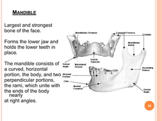 MANDIBLE
Largest and strongest
bone of the face.
Forms the lower jaw and
holds the lower teeth in
place.
The mandible consists of
a curved, horizontal
portion, the body, and two
perpendicular portions,
the rami, which unite with
the ends of the body
nearly
at right angles.
36
 