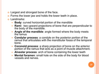  Largest and strongest bone of the face.
 Forms the lower jaw and holds the lower teeth in place.
 Landmarks:
 Body: curved horizontal portion of the mandible
 Rami: two upward projections of bone that are perpendicular to
the body of the mandible.
 Angle of the mandible: angle formed where the body meets
the ramus
 Condylar process: a condyle on the posterior portion of the
ramus that articulates with the mandibular fossa of the temporal
bone.
 Coronoid process: a sharp projection of bone on the anterior
portion of the ramus that acts as a point of muscle attachment.
 Alveolar process: arch of bone containing the lower teeth
 Mental foramen: small hole on the side of the body for blood
vessels and nerves.
37
 