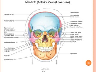 38
Mandible (Anterior View) (Lower Jaw)
 