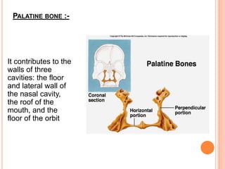 PALATINE BONE :-
It contributes to the
walls of three
cavities: the floor
and lateral wall of
the nasal cavity,
the roof of the
mouth, and the
floor of the orbit
 