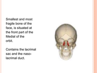 Smallest and most
fragile bone of the
face, is situated at
the front part of the
Medial of the
orbit.
Contains the lacrimal
sac and the naso-
lacrimal duct.
 
