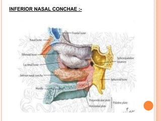 INFERIOR NASAL CONCHAE :-
 