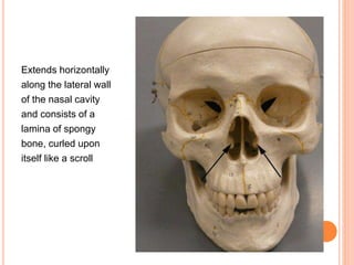 Extends horizontally
along the lateral wall
of the nasal cavity
and consists of a
lamina of spongy
bone, curled upon
itself like a scroll
 