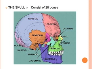  THE SKULL :- Consist of 28 bones
 