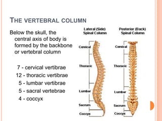 THE VERTEBRAL COLUMN
Below the skull, the
central axis of body is
formed by the backbone
or vertebral column
7 - cervical vertibrae
12 - thoracic vertibrae
5 - lumbar vertibrae
5 - sacral vertebrae
4 - coccyx
 
